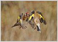 Chardonnerets combat (2)